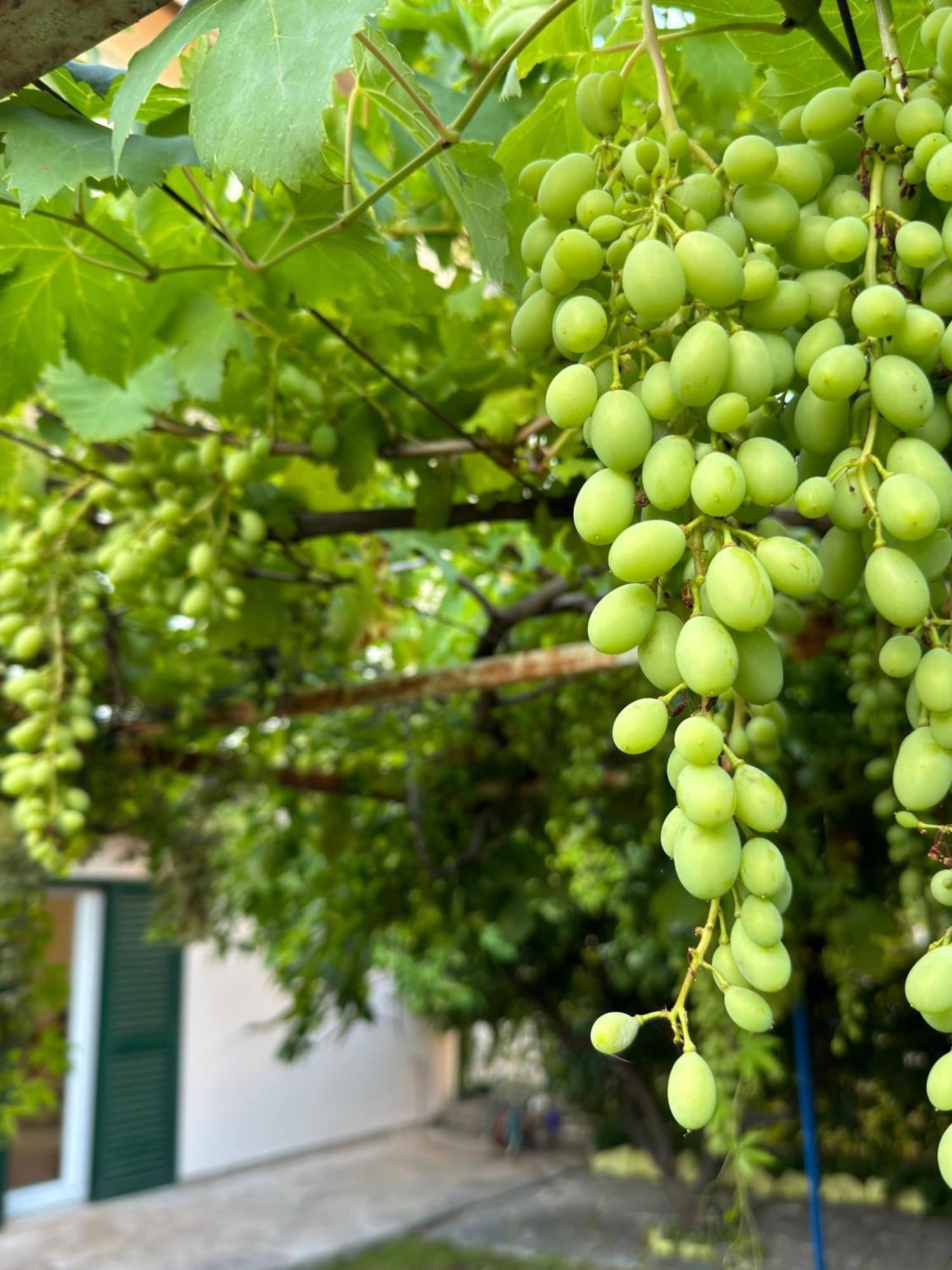 شقة Valentinas Garden سبليت المظهر الخارجي الصورة